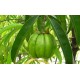 Garcinia Cambogia